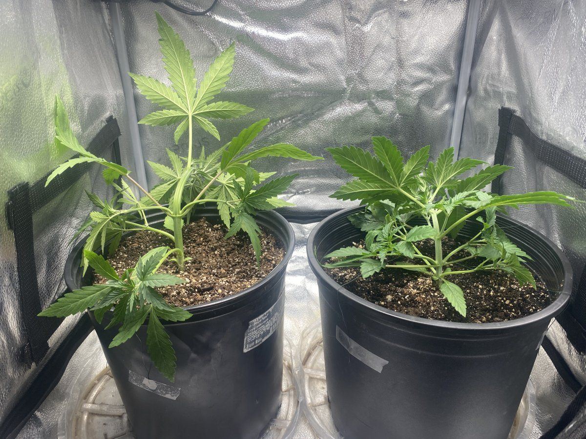 Low stress training my autoflower plants 2