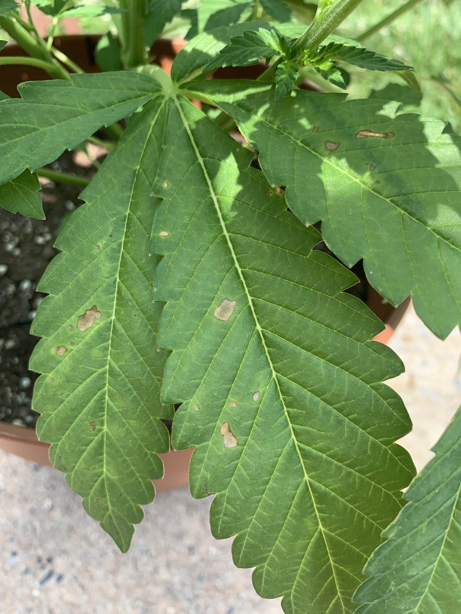 Lower big fan leaves damaged 3