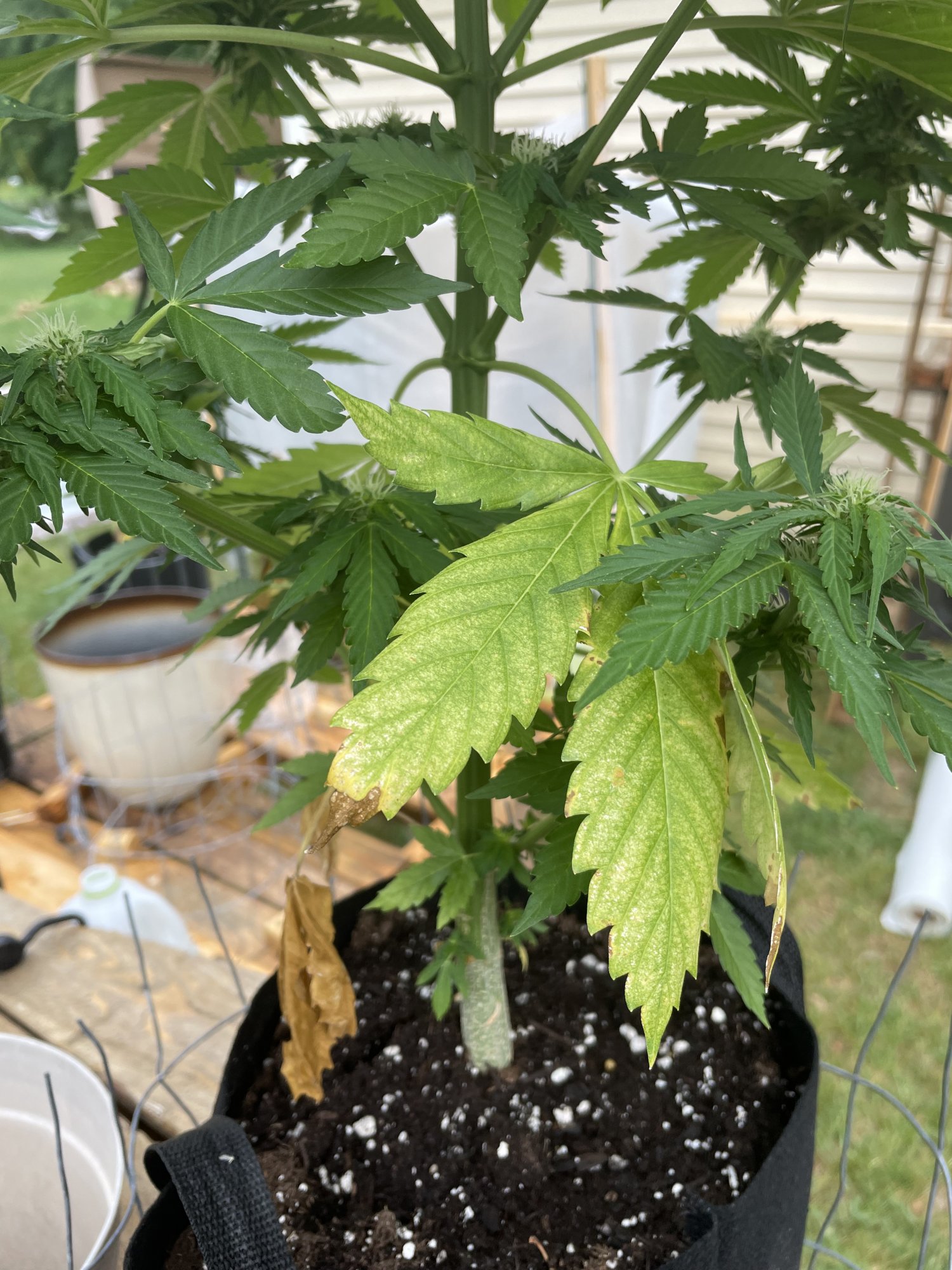 Lower leaves fading during flowering