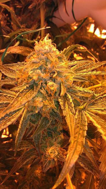 Lower nug 9 weeks