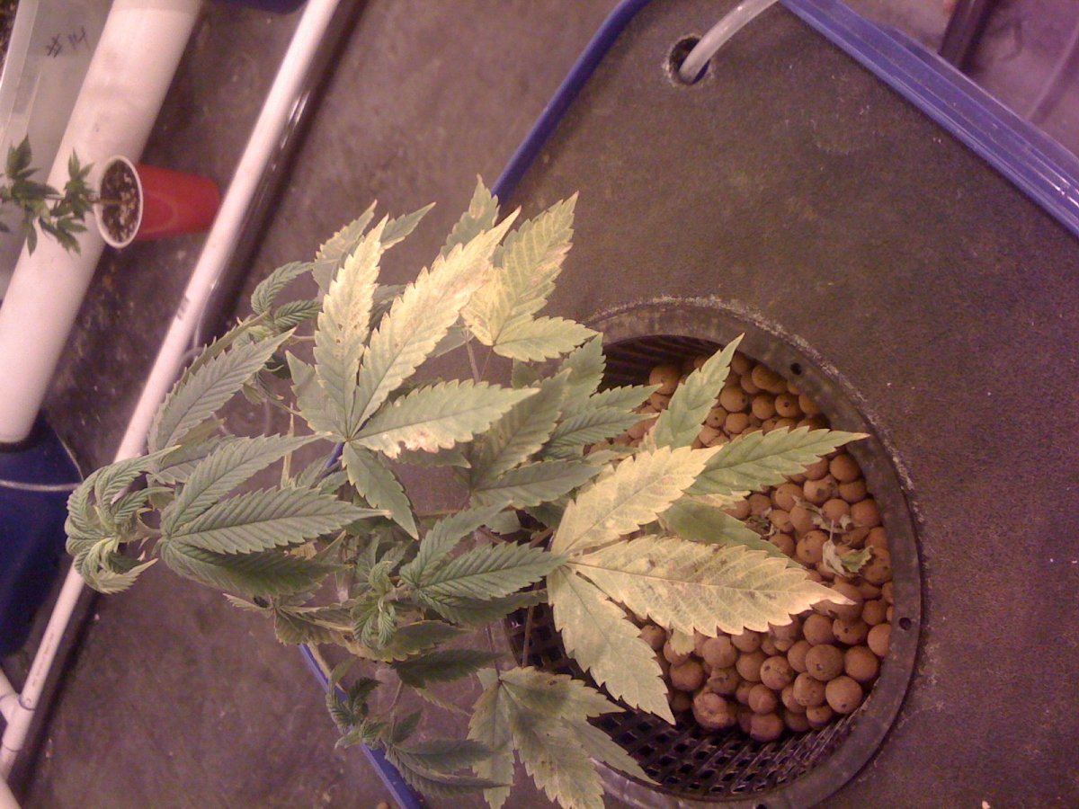 Lower yellow leaves with some crispy brown spots 4