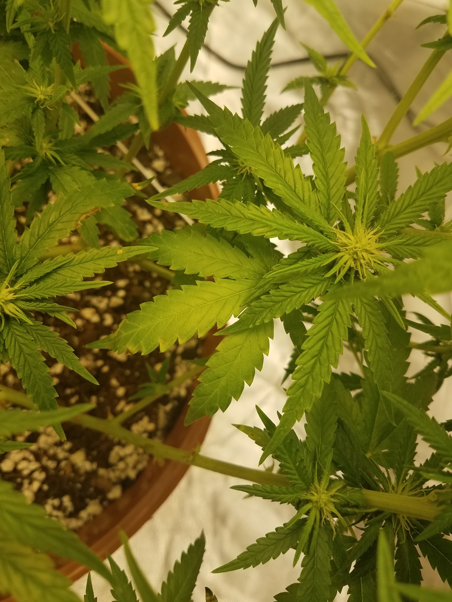 Lowering soil ph   help 3