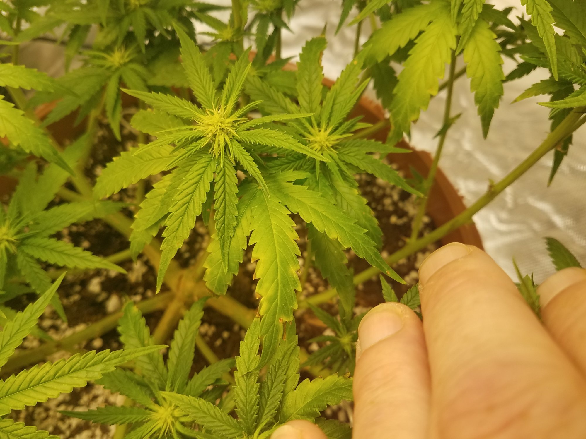 Lowering soil ph   help 4