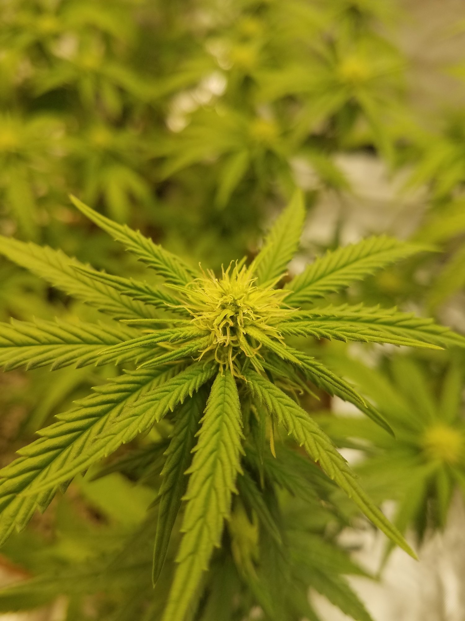 Lowering soil ph   help 5