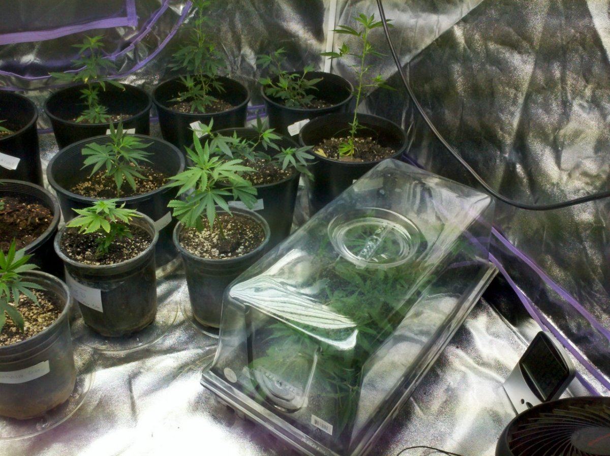 Lowkees veg laboratory 10