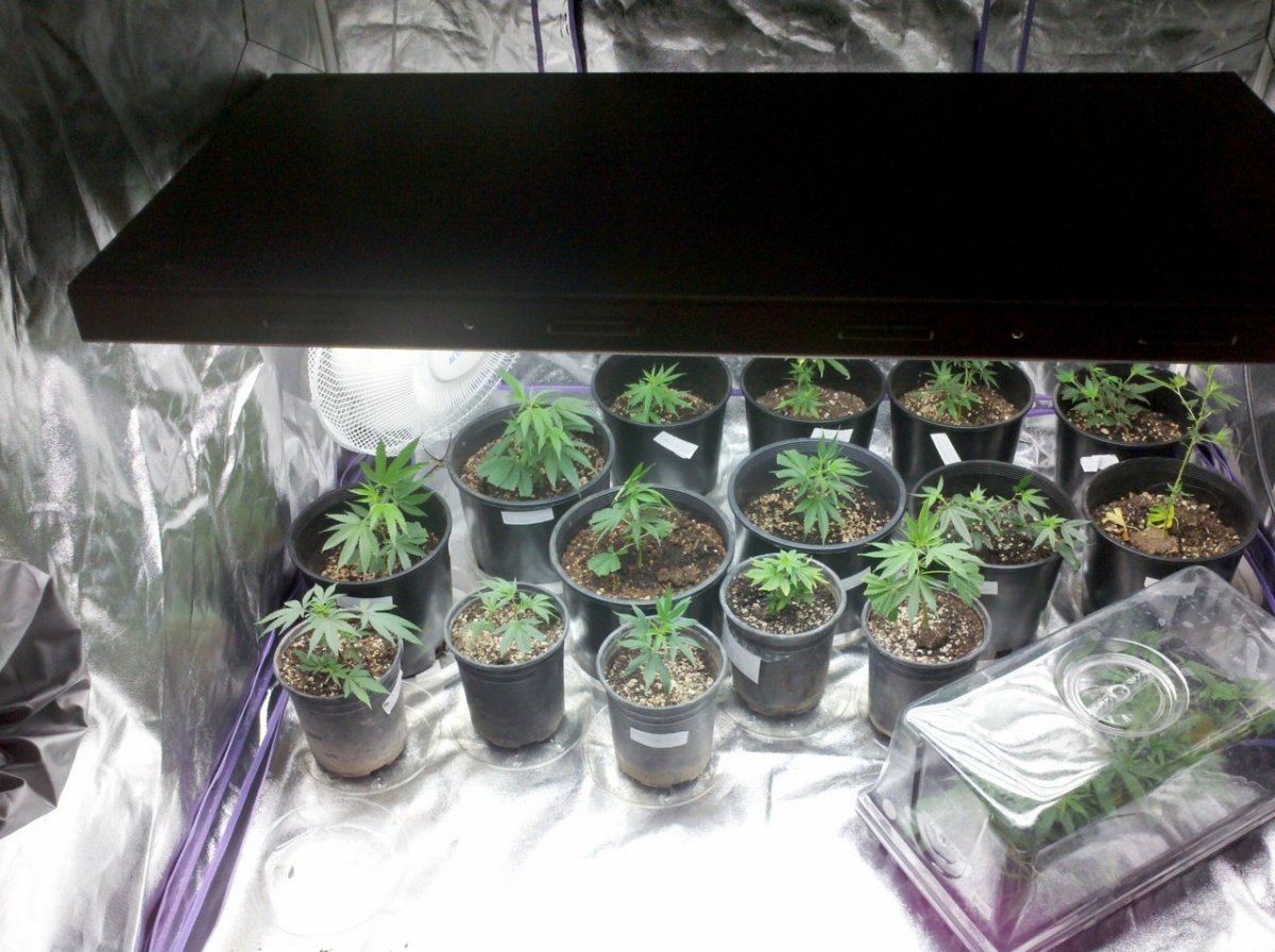 Lowkees veg laboratory 11
