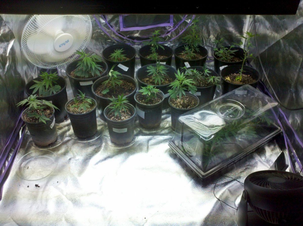Lowkees veg laboratory