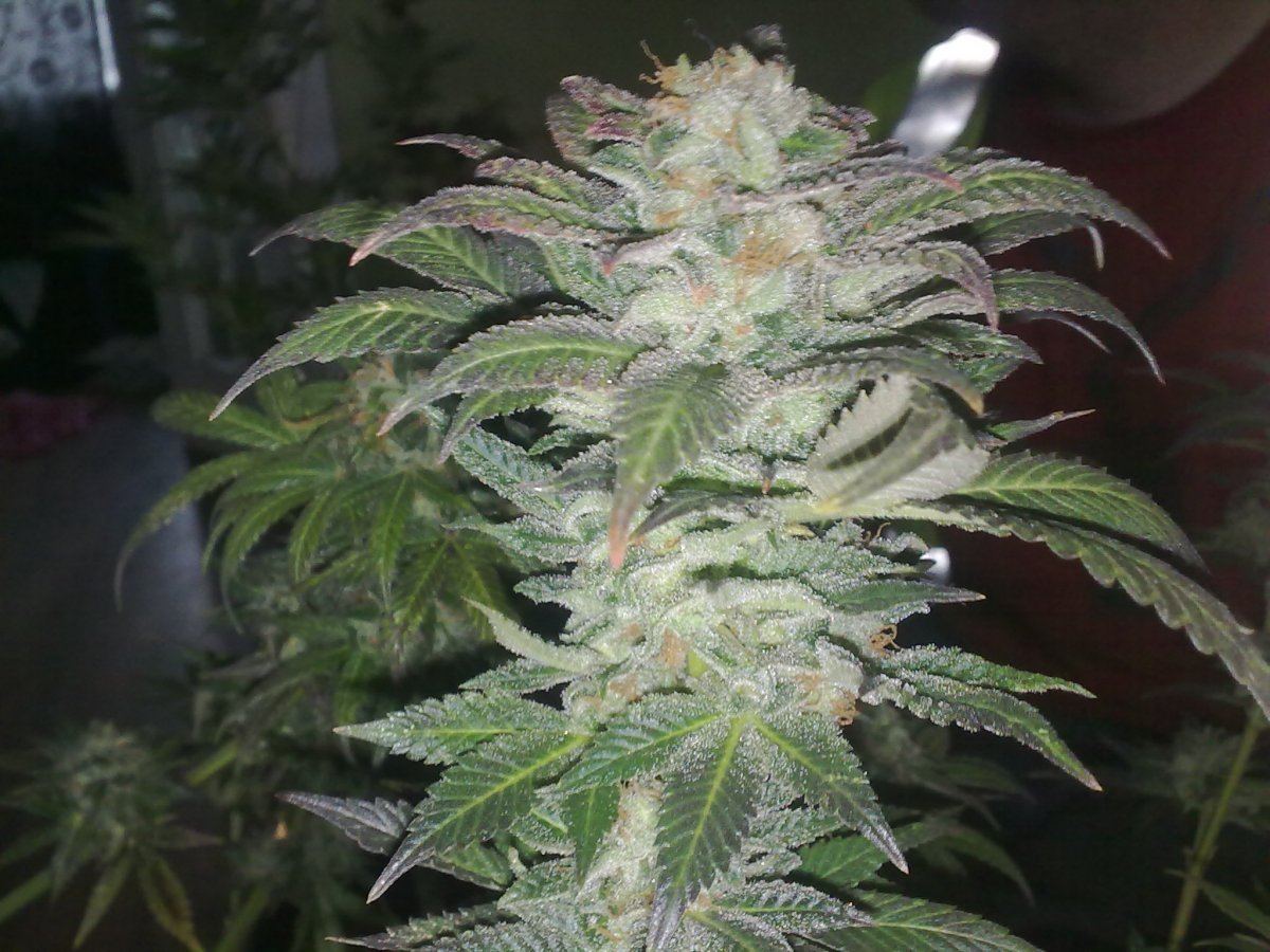 Lowrider2xskunk