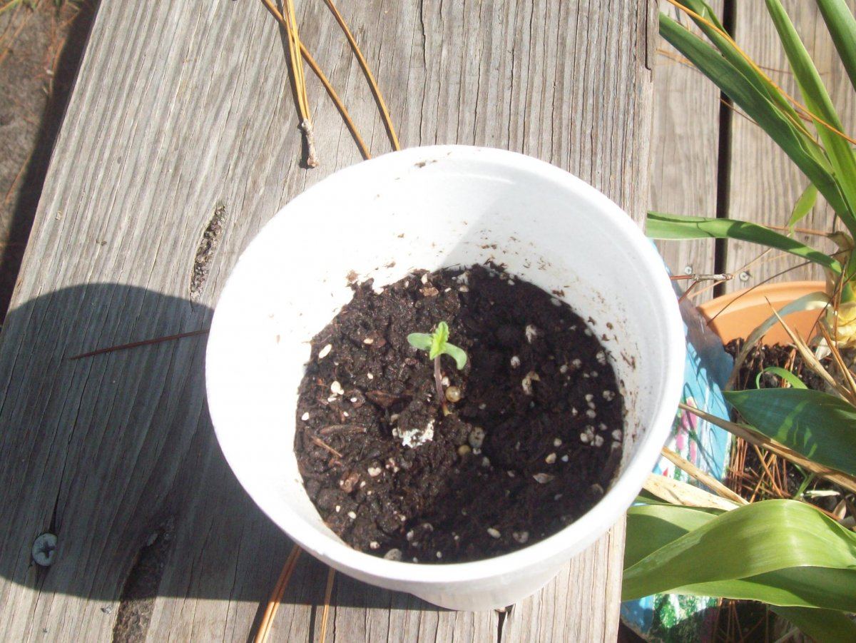 Lowryder grow outdoors 2