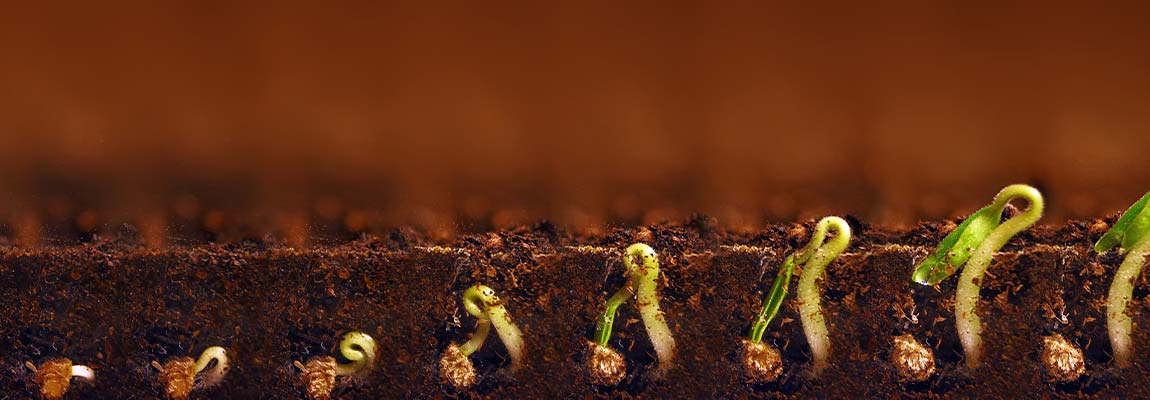 LP Hemp Seedling Emergence v2