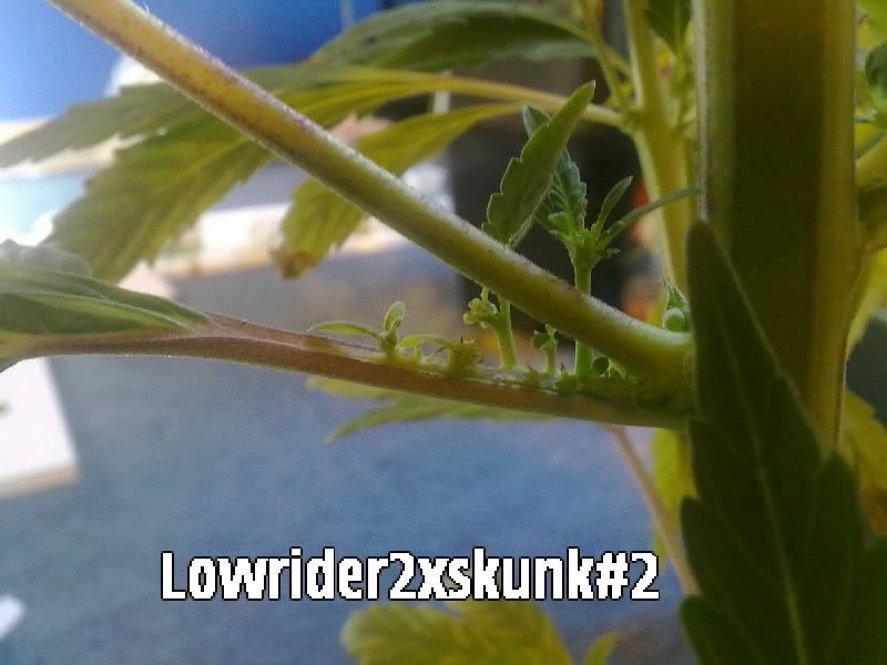 Lrxsk freak