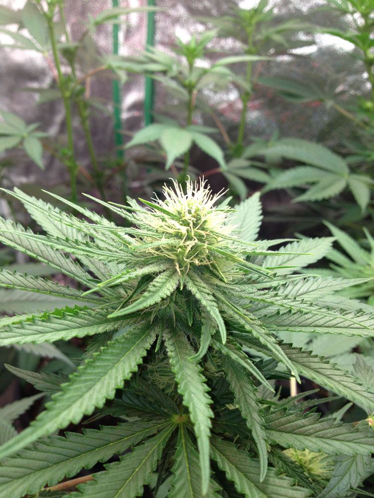 Ls bud2