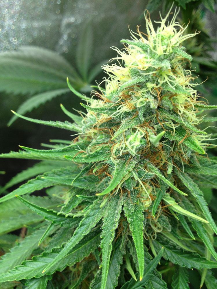 LSbud
