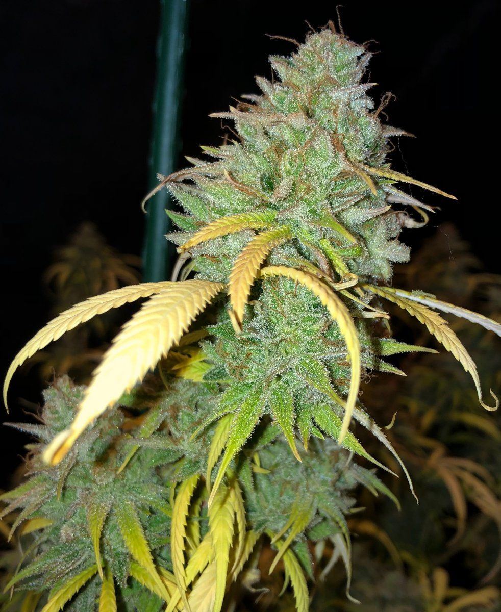 LSbud1