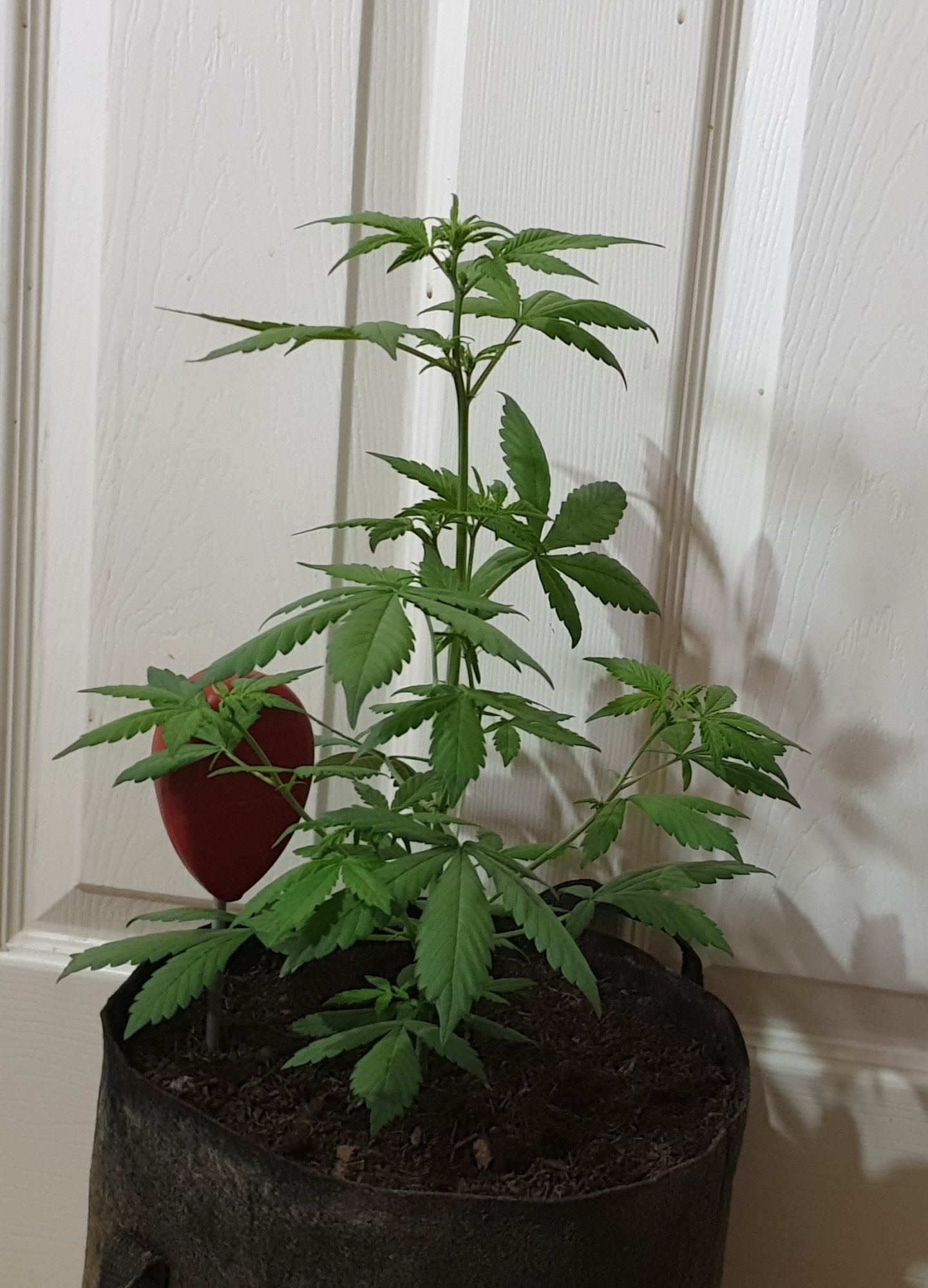 Lsd 25 autoflower  is she stretching 2