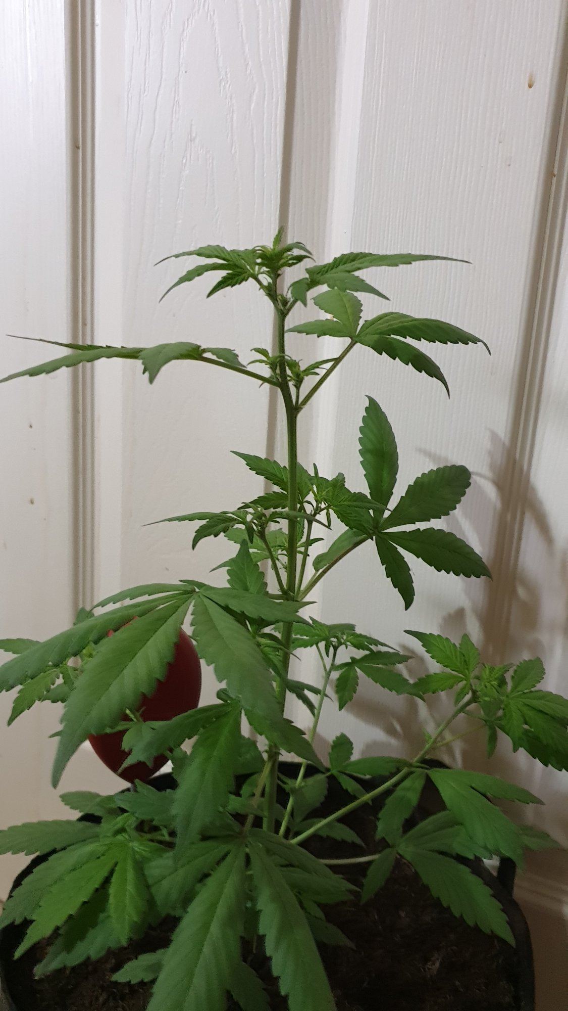 Lsd 25 autoflower  is she stretching 3