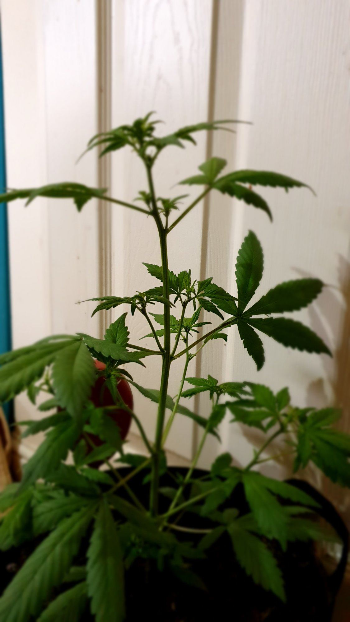 Lsd 25 autoflower  is she stretching
