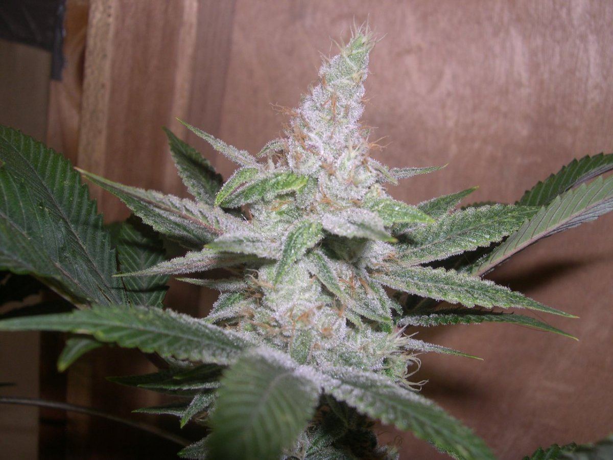 LSD April 2014 DSCN5563