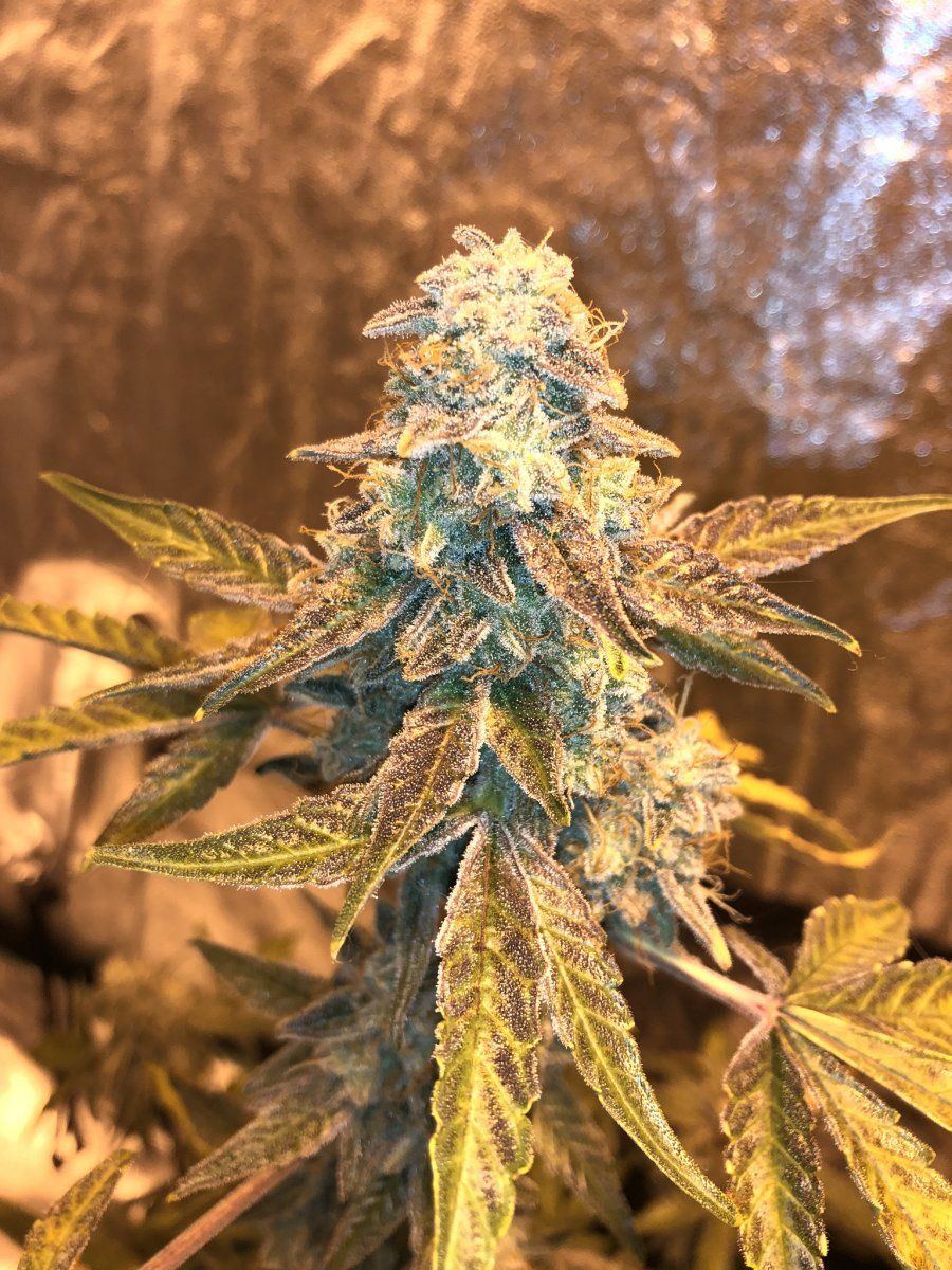 Lsd barneys farm indoor tent