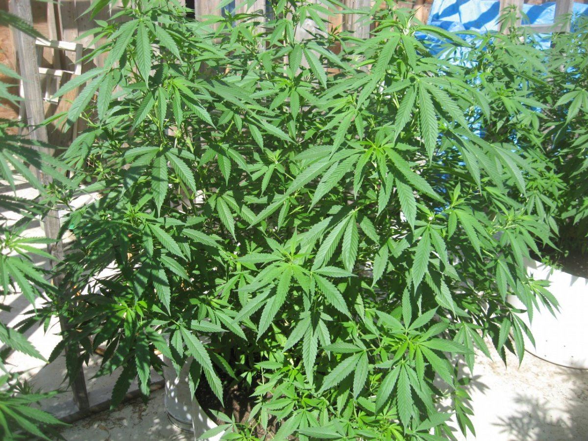 Lsd  done my way high high yield  pics 3
