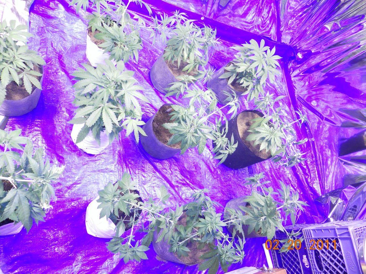 LST 004