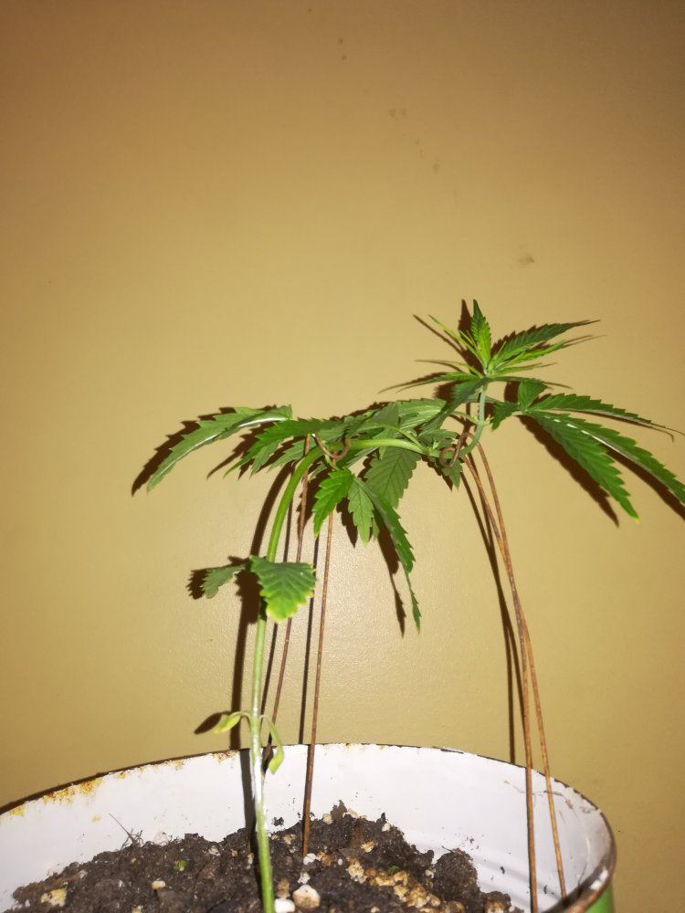 Lst and side branching