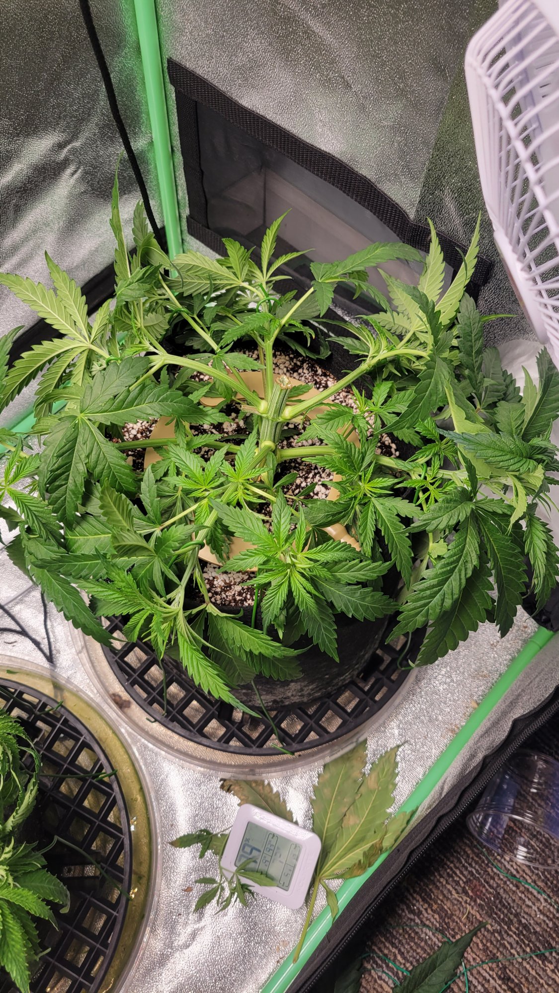 Lst and topping a plant