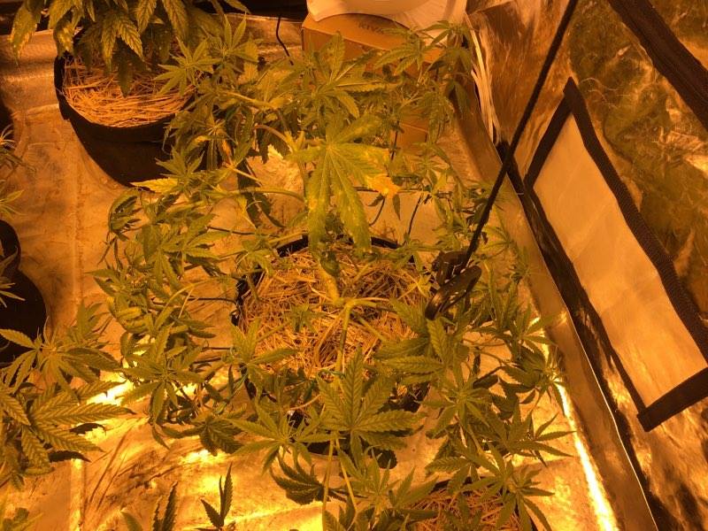 Lst chica 59 showing some def