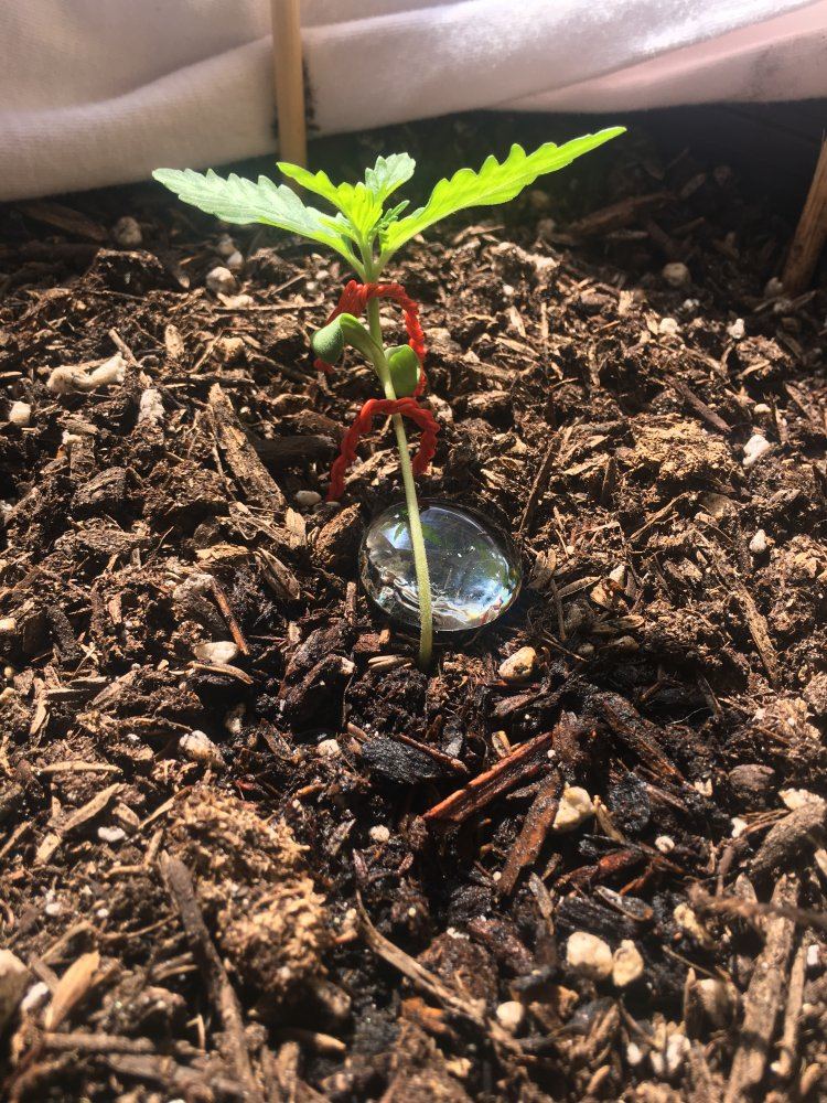 Lst correct or not 3