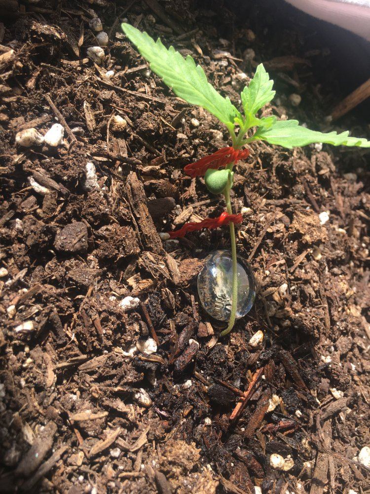 Lst correct or not 4