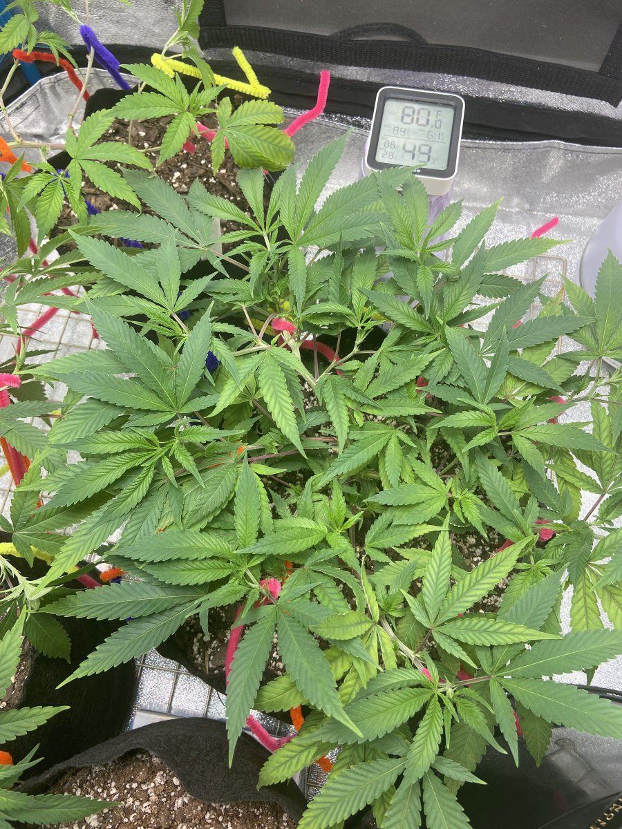 Lst getting a little thick