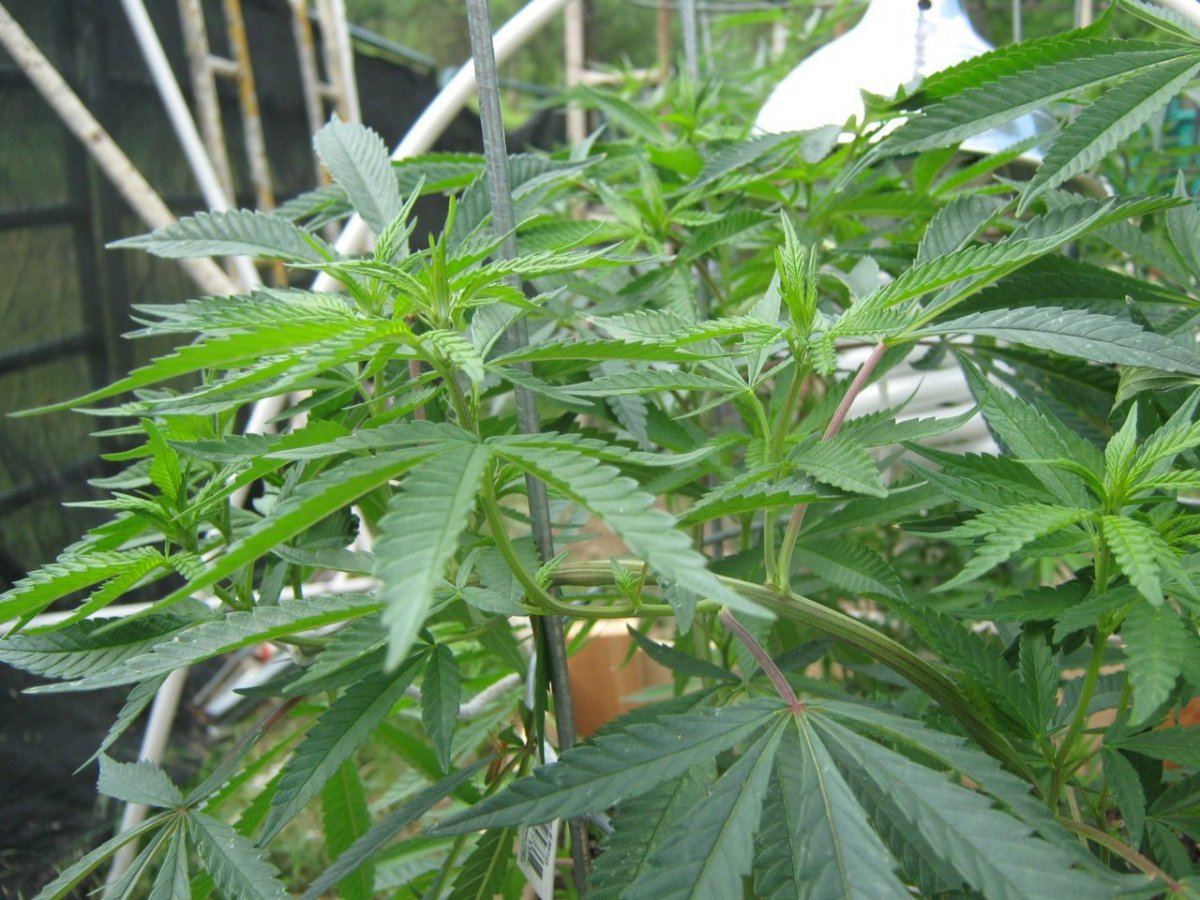 LST