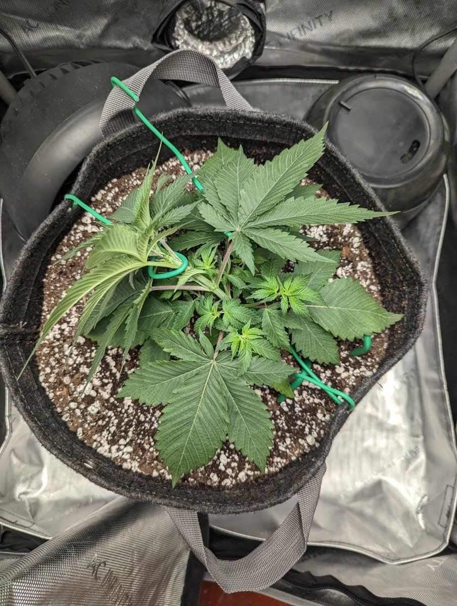 Lst question from a first time grower 2