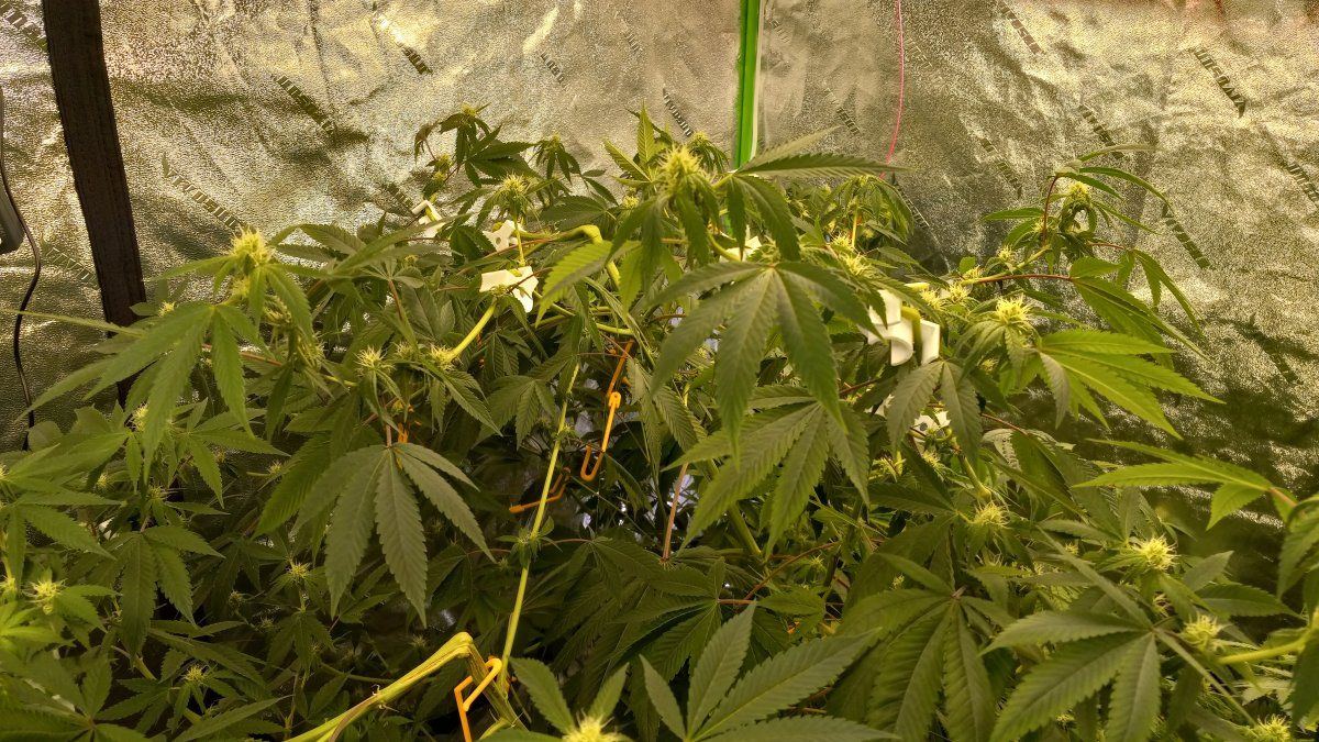 LST Training Clips 90 degree bend