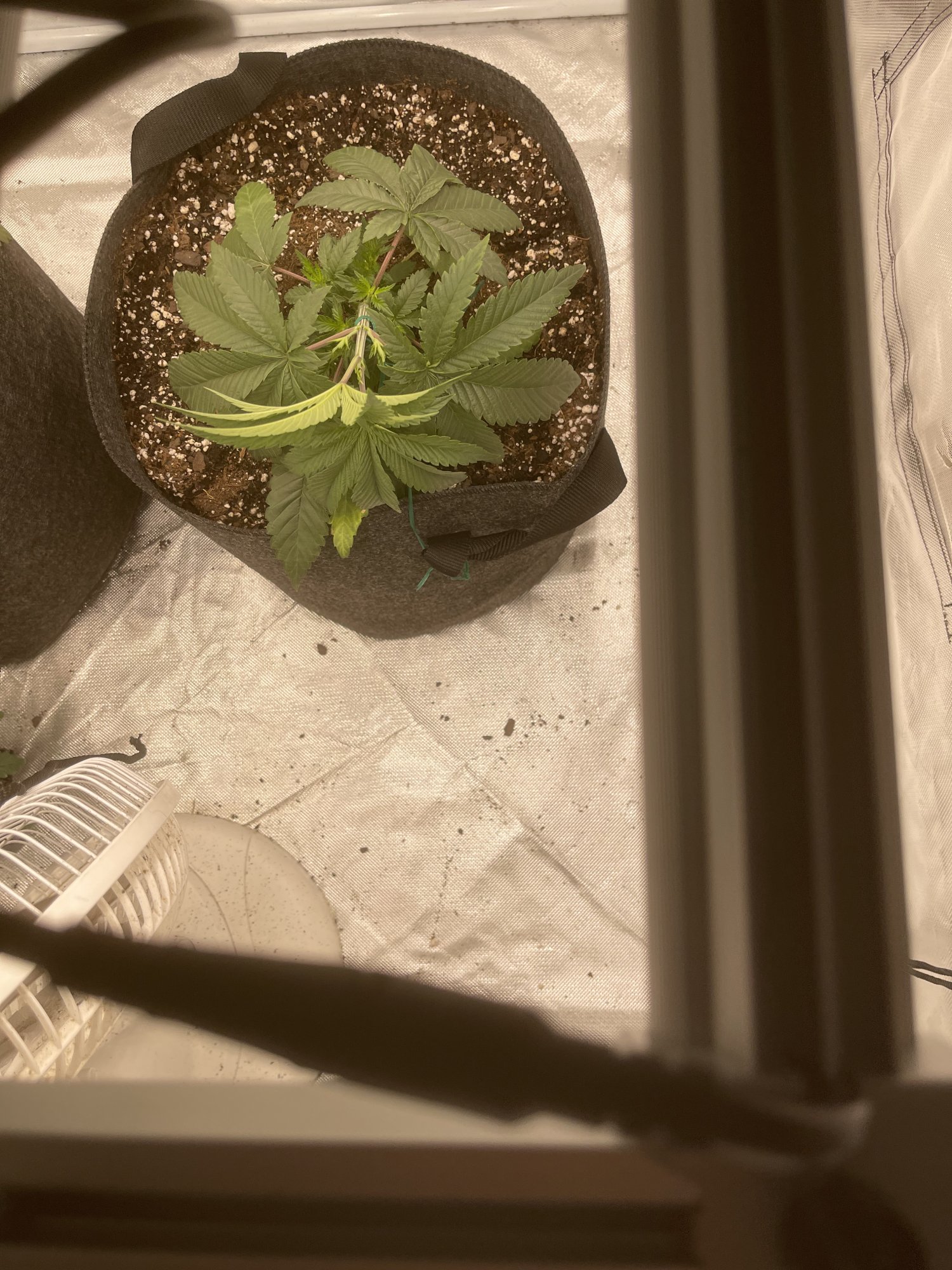 Lst training mistake on 3 week old plant
