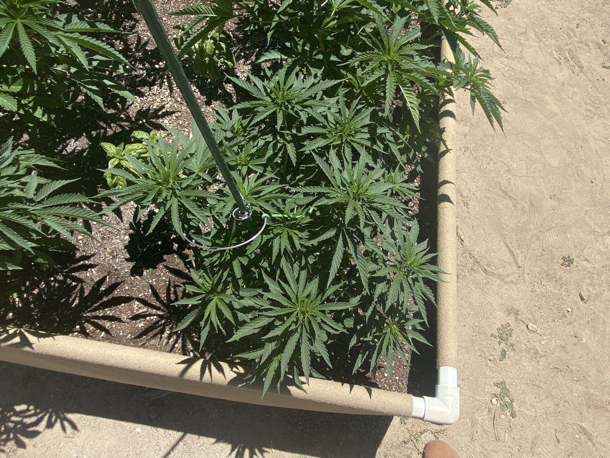 Lst with og spring   mid veg progress update and pics 3