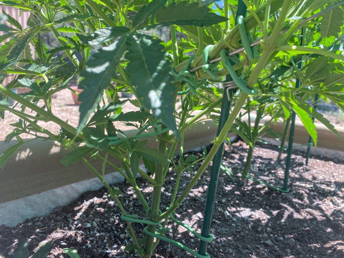 Lst with og spring   mid veg progress update and pics 4