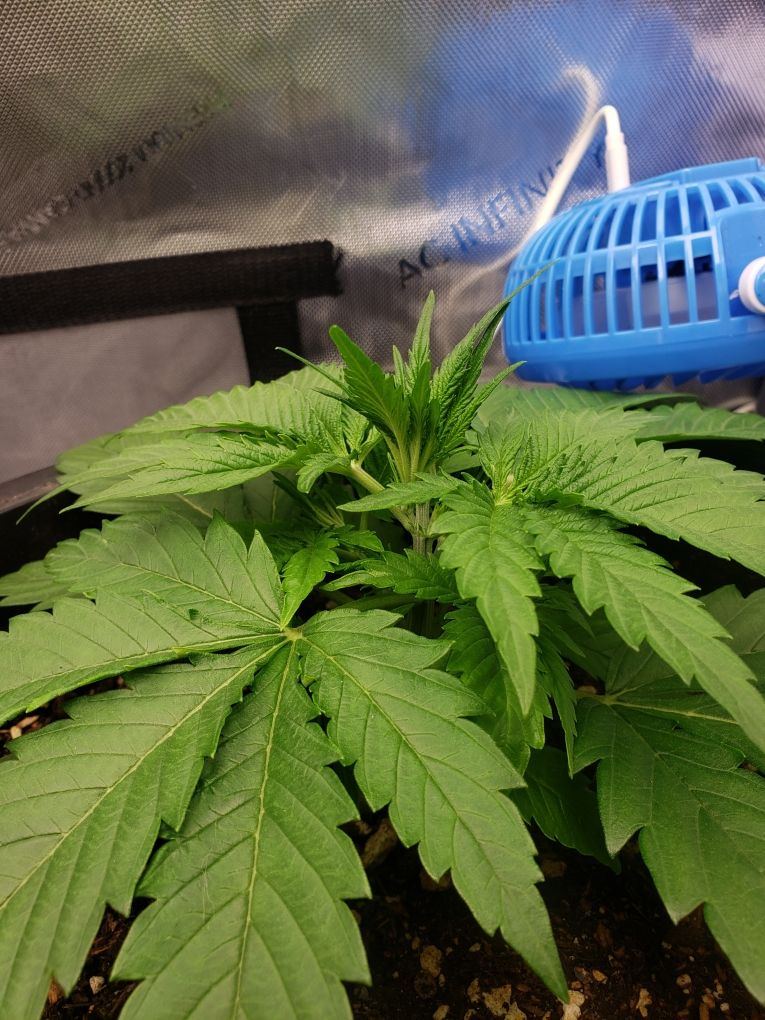 Lst with very tight nodes