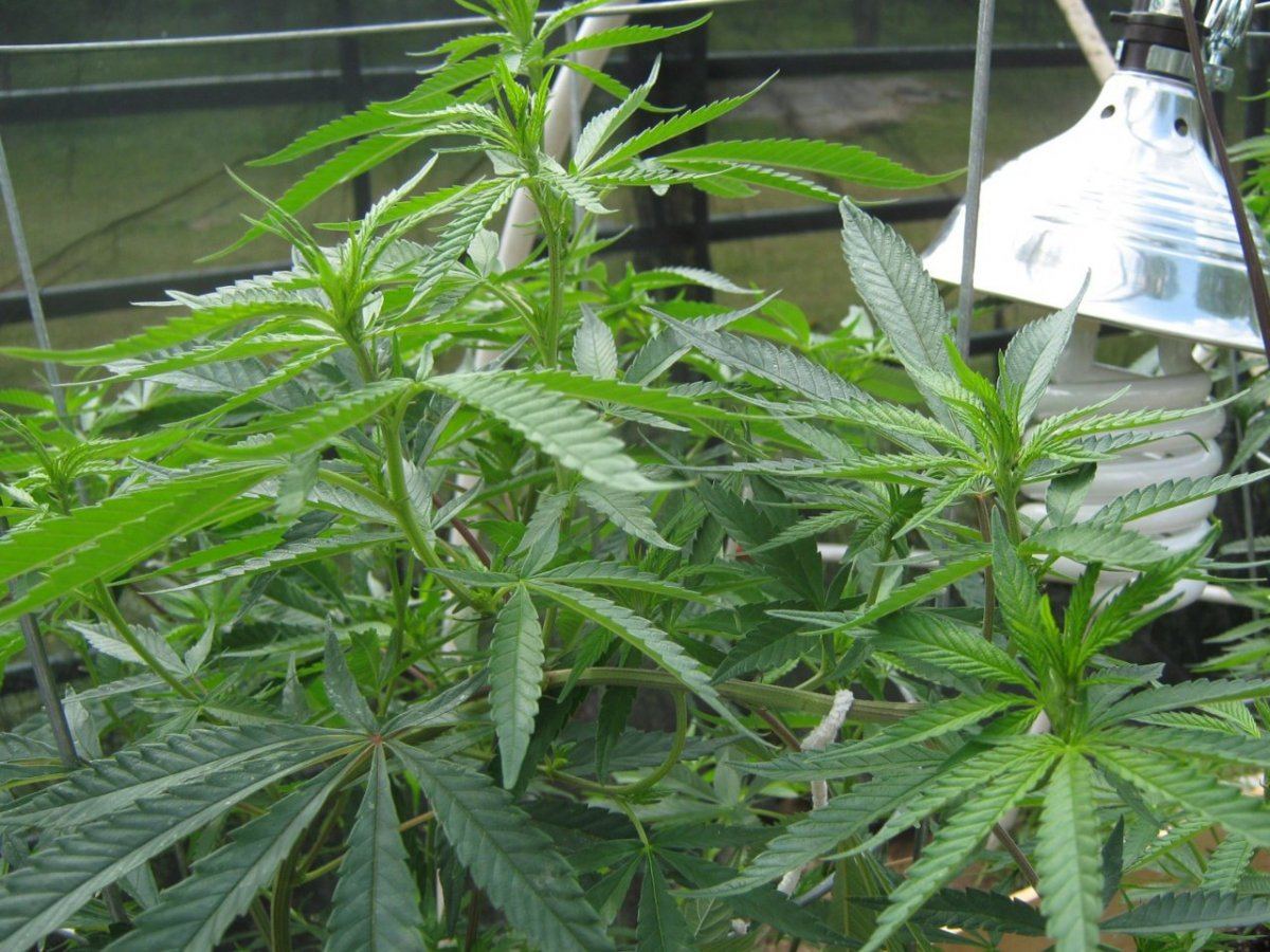 LST2