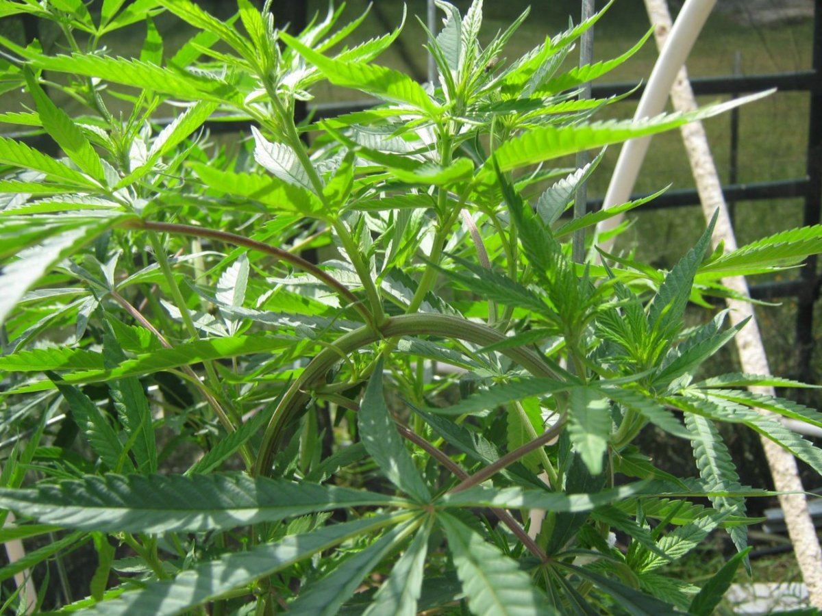 LST3