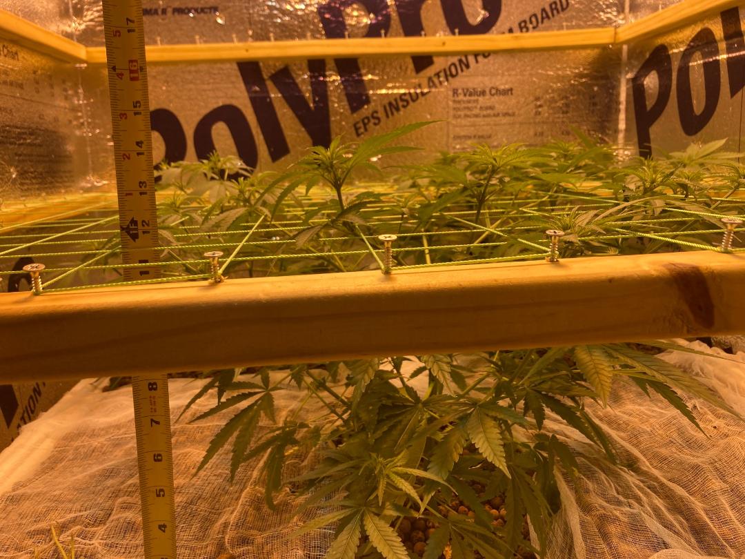 Lst4 2