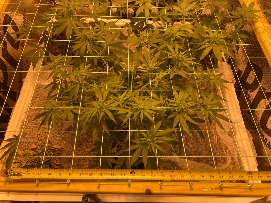 Lst4 4