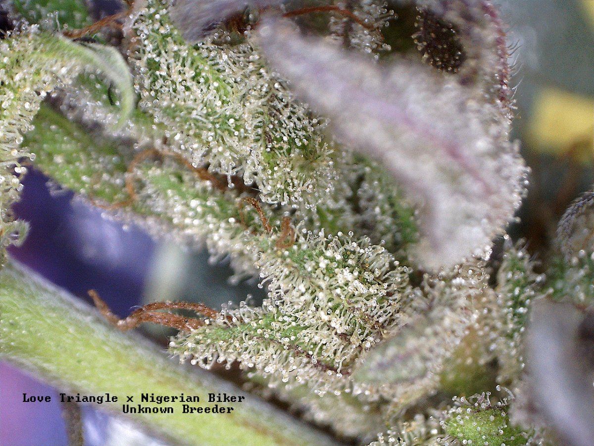 LTNBwk9dried 100xtricshot