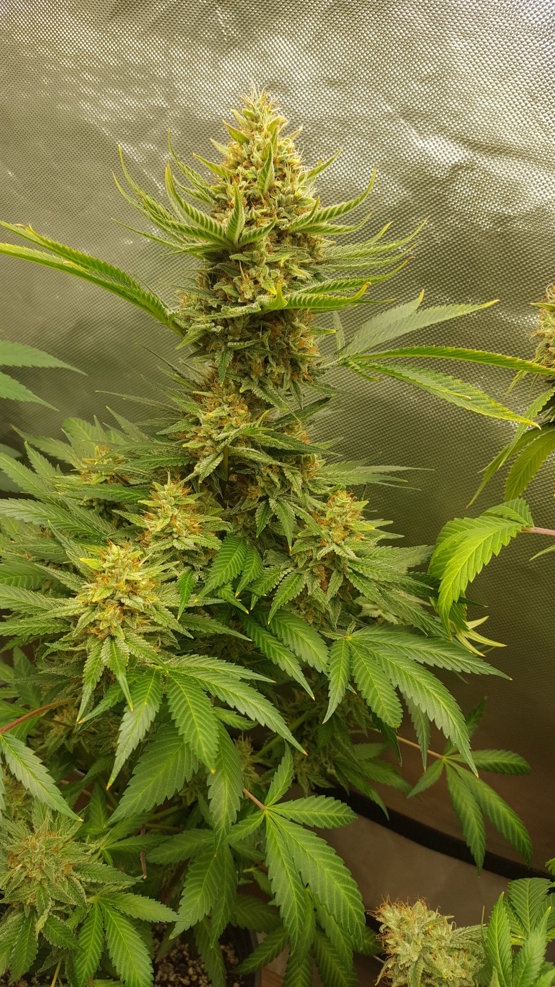 Lucky Lime 1