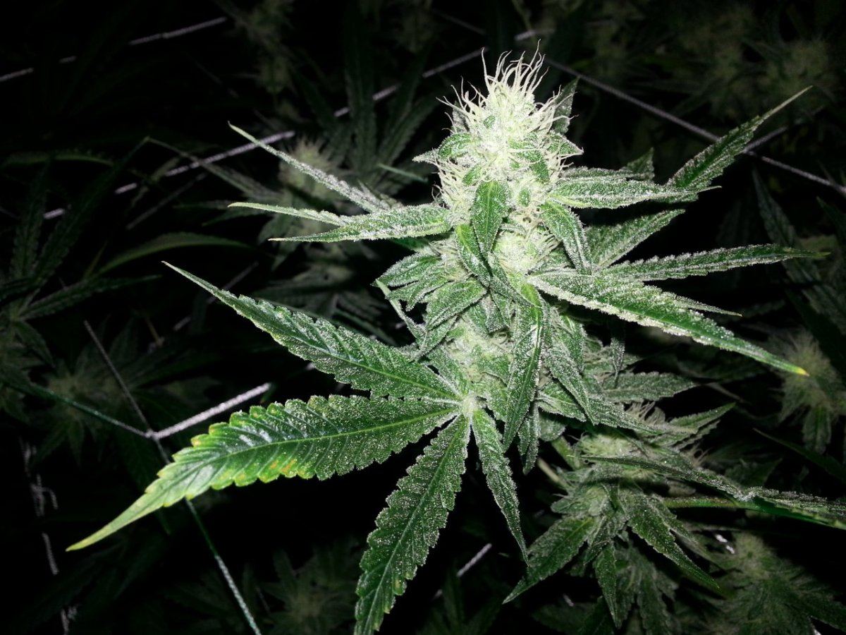 LuckyCharms5 Fa0619