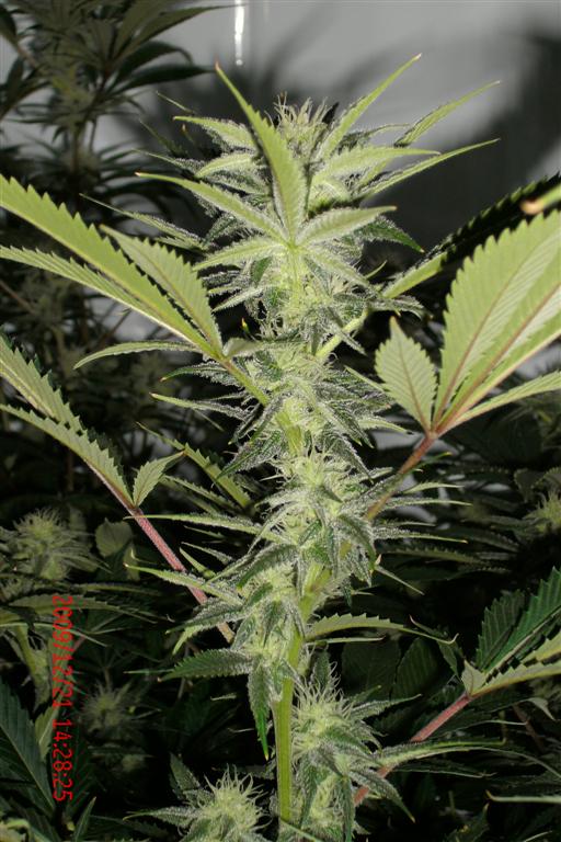 Luckys medical grow 2