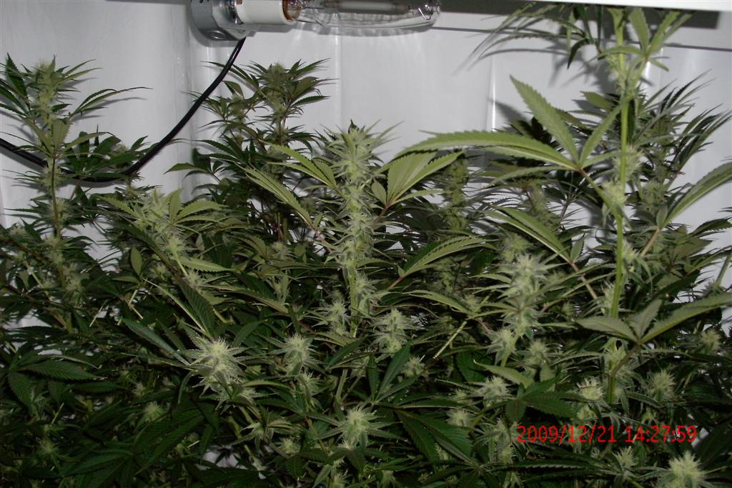 Luckys medical grow