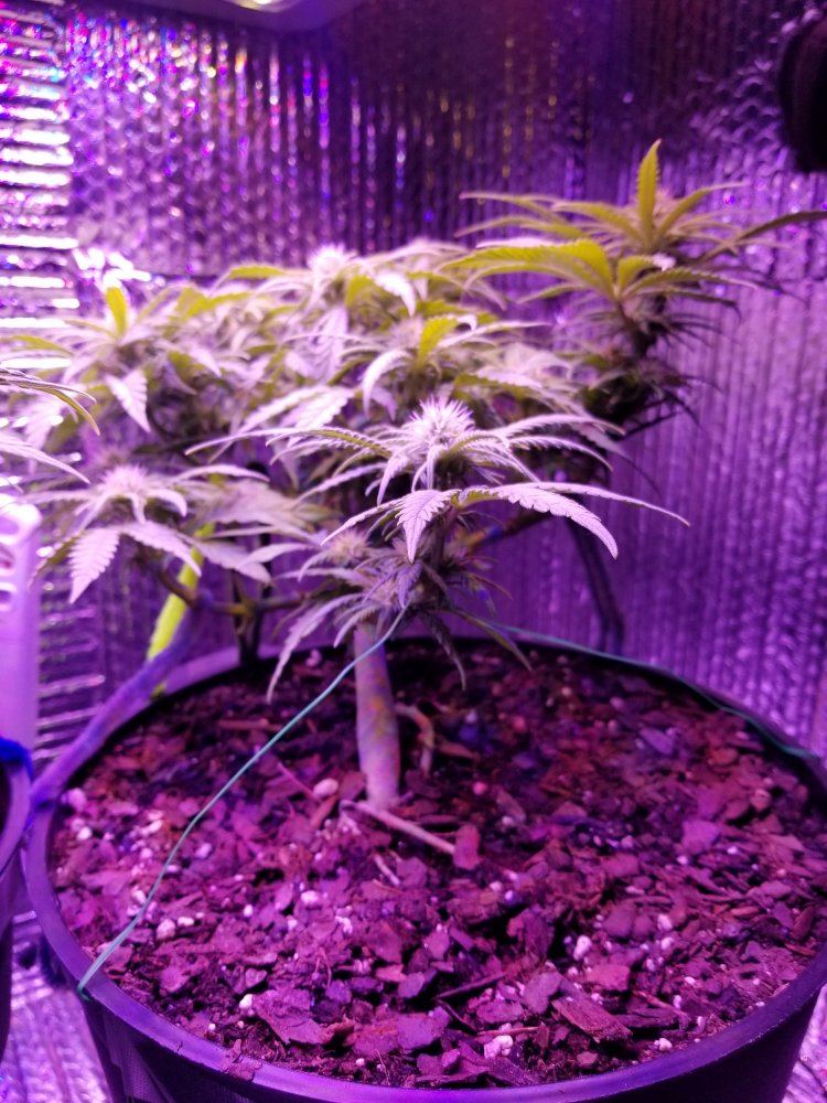 Lucy Flower Day 21 2