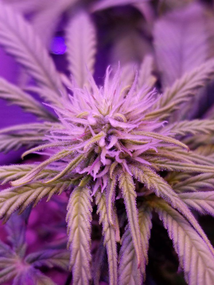 Lucy Flower Day 21 4