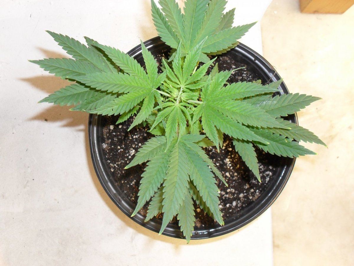 Lung candy 1   1